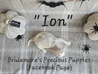 AKC "Ion" Lemon&White, a male Beagle for sale in Norwood, MO – Photo 6 of 8