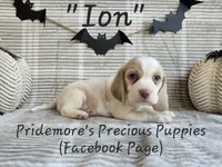 AKC "Ion" Lemon&White, a male Beagle for sale in Norwood, MO – Photo 5 of 8