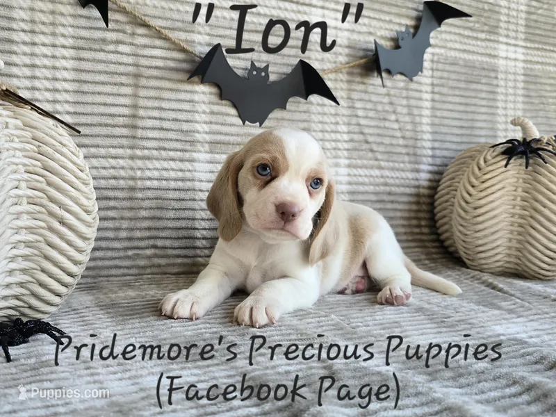 AKC "Ion" Lemon&White