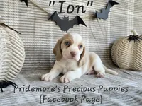 AKC "Ion" Lemon&White, a male Beagle for sale in Norwood, MO – Photo 1 of 8