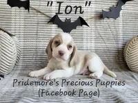 AKC "Ion" Lemon&White, a male Beagle for sale in Norwood, MO – Photo 3 of 8