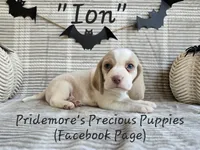 AKC "Ion" Lemon&White, a male Beagle for sale in Norwood, MO – Photo 7 of 8