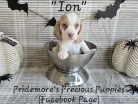 AKC "Ion" Lemon&White, a male Beagle for sale in Norwood, MO – Photo 4 of 8