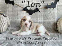 AKC "Ion" Lemon&White, a male Beagle for sale in Norwood, MO – Photo 8 of 8