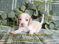 ACA "Blondie" Lemon&White , a female Beagle for sale in Norwood, MO – 5 of 10
