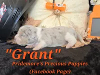 "Grant" Blue Tri Merle~ACA, a male Beagle for sale in Norwood, MO – 6 of 8