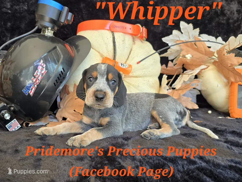 UKC, PKC "Whipper" – Bluetick Coonhound puppy on hold in Norwood, MO