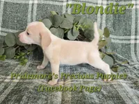 ACA "Blondie" Lemon&White , a female Beagle for sale in Norwood, MO – 7 of 10
