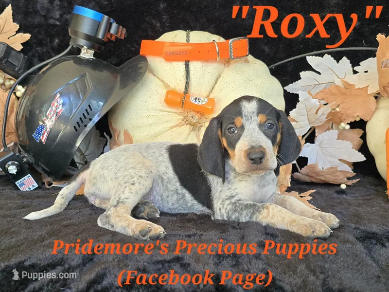 UKC "Roxy" – English Coonhound, Bluetick Coonhound puppy for sale in Norwood, MO