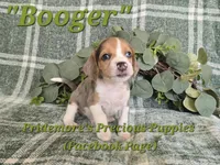ACA "Booger" Black Tri Merle, a male Beagle for sale in Norwood, MO – 6 of 10