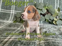 ACA "Booger" Black Tri Merle, a male Beagle for sale in Norwood, MO – 4 of 10