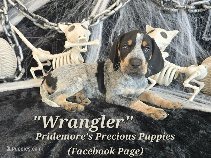 UKC, PKC "Wrangler" – Bluetick Coonhound puppy for sale in Norwood, MO
