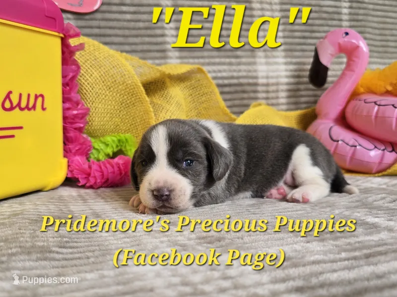 "Ella" ACA Blue&White – Beagle puppy for sale in Norwood, MO