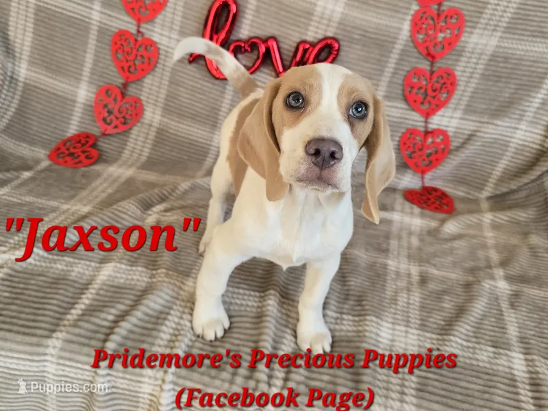 ACA "Jaxson" Lemon&White