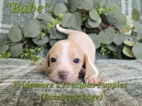 ACA "Babe" Lemon&White, a female Beagle for sale in Norwood, MO – 2 of 9