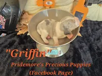 "Griffin" Blue Tri Merle-ACA, a male Beagle for sale in Norwood, MO – 3 of 10