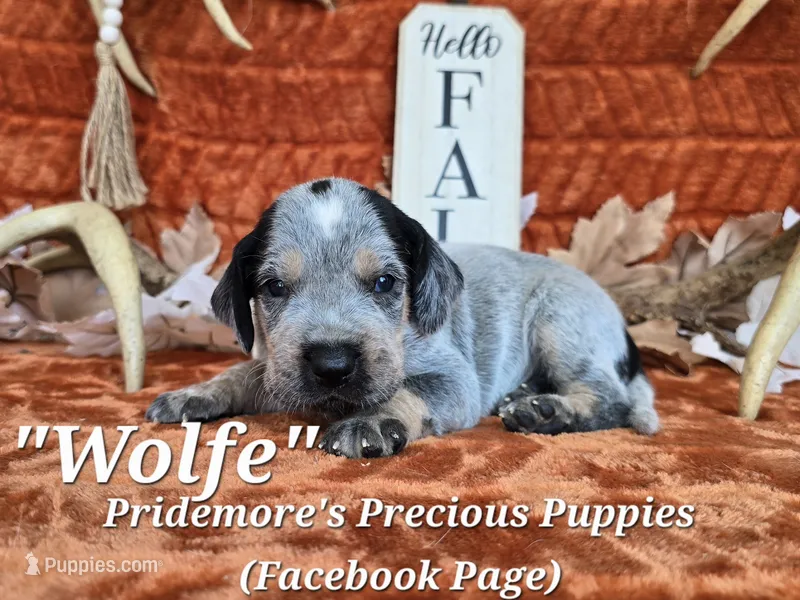 UKC, PKC "Wolfe" – Bluetick Coonhound puppy for sale in Norwood, MO