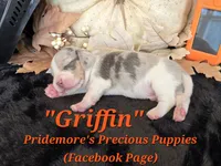 "Griffin" Blue Tri Merle-ACA, a male Beagle for sale in Norwood, MO – 6 of 10