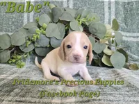 ACA "Babe" Lemon&White, a female Beagle for sale in Norwood, MO – 3 of 9