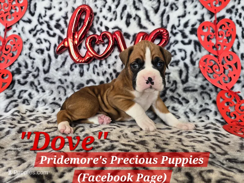 AKC Flashy Fawn "Dove"