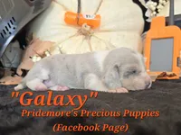 "Galaxy" Blue Tri Merle~ACA, a female Beagle for sale in Norwood, MO – 7 of 8