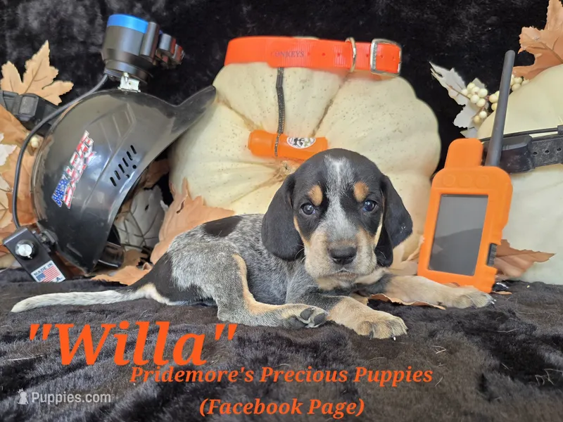 UKC, PKC "Willa" – Bluetick Coonhound puppy for sale in Norwood, MO
