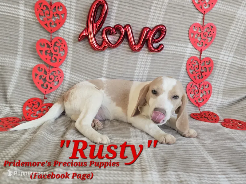 ACA "Rusty" Lemon&White