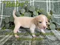 ACA "Babe" Lemon&White, a female Beagle for sale in Norwood, MO – 7 of 9