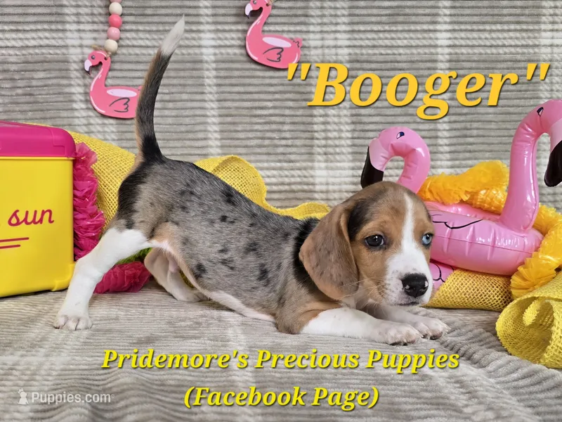 ACA "Booger" Black Tri Merle – Beagle puppy for sale in Norwood, MO