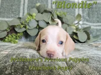 ACA "Blondie" Lemon&White , a female Beagle for sale in Norwood, MO – 2 of 10