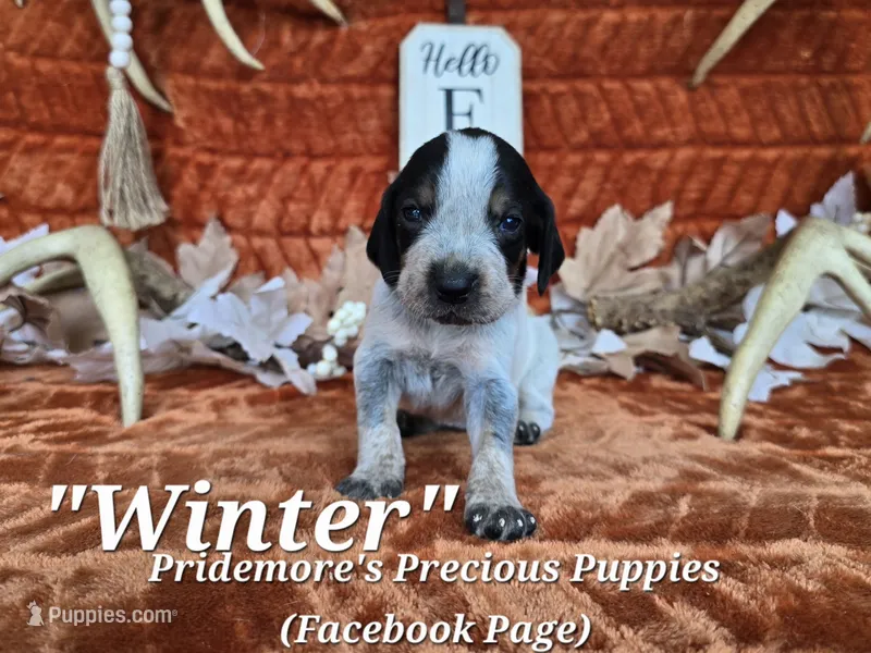 UKC, PKC "Winter" – Bluetick Coonhound puppy for sale in Norwood, MO