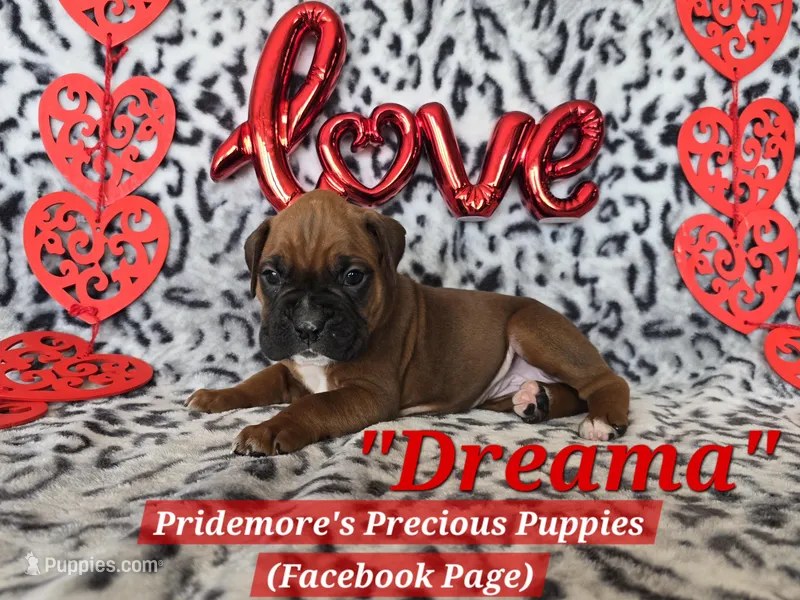 AKC Fawn Black Mask "Dreama"