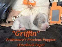 "Griffin" Blue Tri Merle-ACA, a male Beagle for sale in Norwood, MO – 8 of 10