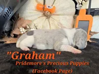 "Graham" Blue Tri Merle~ACA, a male Beagle for sale in Norwood, MO – 4 of 10