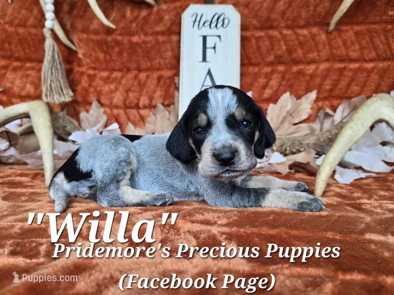 UKC, PKC "Willa" – Bluetick Coonhound puppy for sale in Norwood, MO