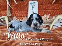 UKC, PKC "Willa", a male Bluetick Coonhound for sale in Norwood, MO – 1 of 1