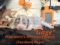 "Gage" Blue Tri Merle~ACA, a male Beagle for sale in Norwood, MO – 10 of 10