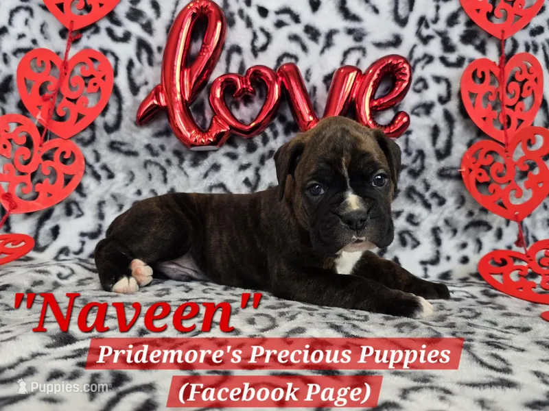 PENDING -AKC Brindle "Naveen"