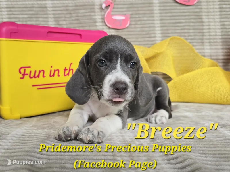 ACA "Breeze" Blue&White – Beagle puppy for sale in Norwood, MO