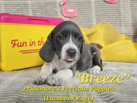 **Sale Pending** ACA "Breeze" Blue&White, a female Beagle for sale in Norwood, MO – 1 of 10