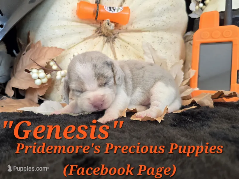 "Genesis" Blue Tri Merle~ACA – Beagle puppy for sale in Norwood, MO