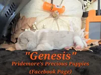 "Genesis" Blue Tri Merle~ACA, a female Beagle for sale in Norwood, MO – 3 of 8