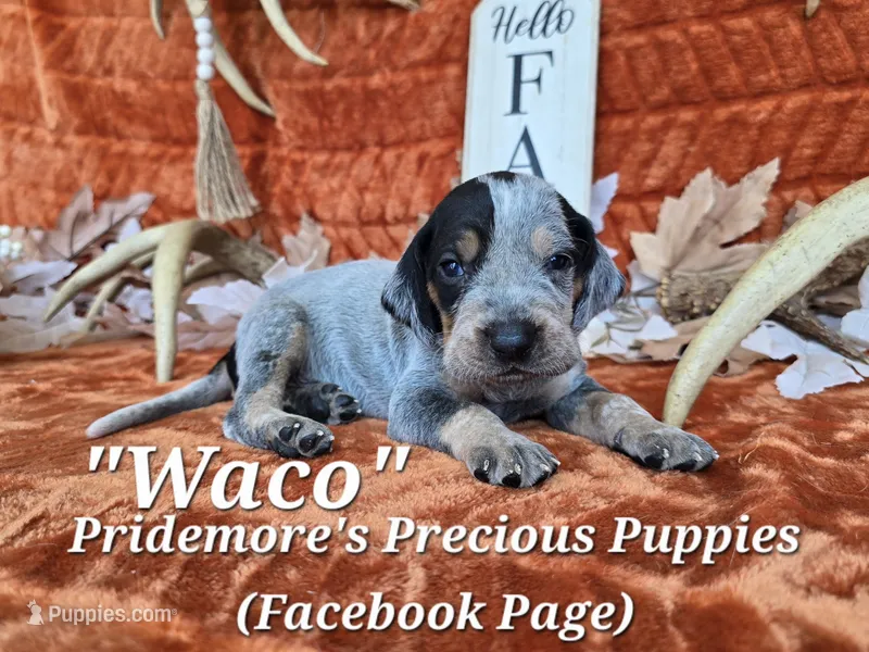 UKC, PKC "Waco" – Bluetick Coonhound puppy for sale in Norwood, MO