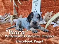UKC, PKC "Waco", a male Bluetick Coonhound for sale in Norwood, MO – 1 of 1