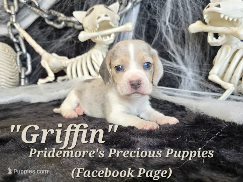 "Griffin" Blue Tri Merle-ACA – Beagle puppy for sale in Norwood, MO