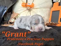 "Grant" Blue Tri Merle~ACA, a male Beagle for sale in Norwood, MO – 4 of 8