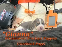 "Gianna" Blue Tri~ACA, a female Beagle for sale in Norwood, MO – 2 of 7