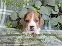 ACA "Booger" Black Tri Merle, a male Beagle for sale in Norwood, MO – 5 of 10