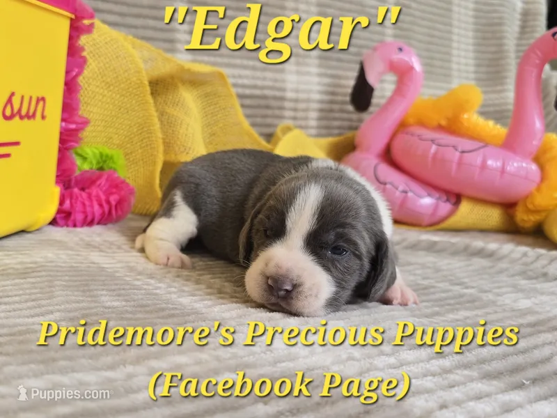"Edgar" ACA Blue&White – Beagle puppy for sale in Norwood, MO
