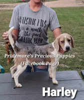 OnMyWay July, a  Beagle for sale in Norwood, MO – 2 of 2